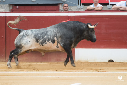 Mont-de-Marsan corrida de la Quinta pour Juan Bautista - Emilio de Justo - Thomas DUFAU