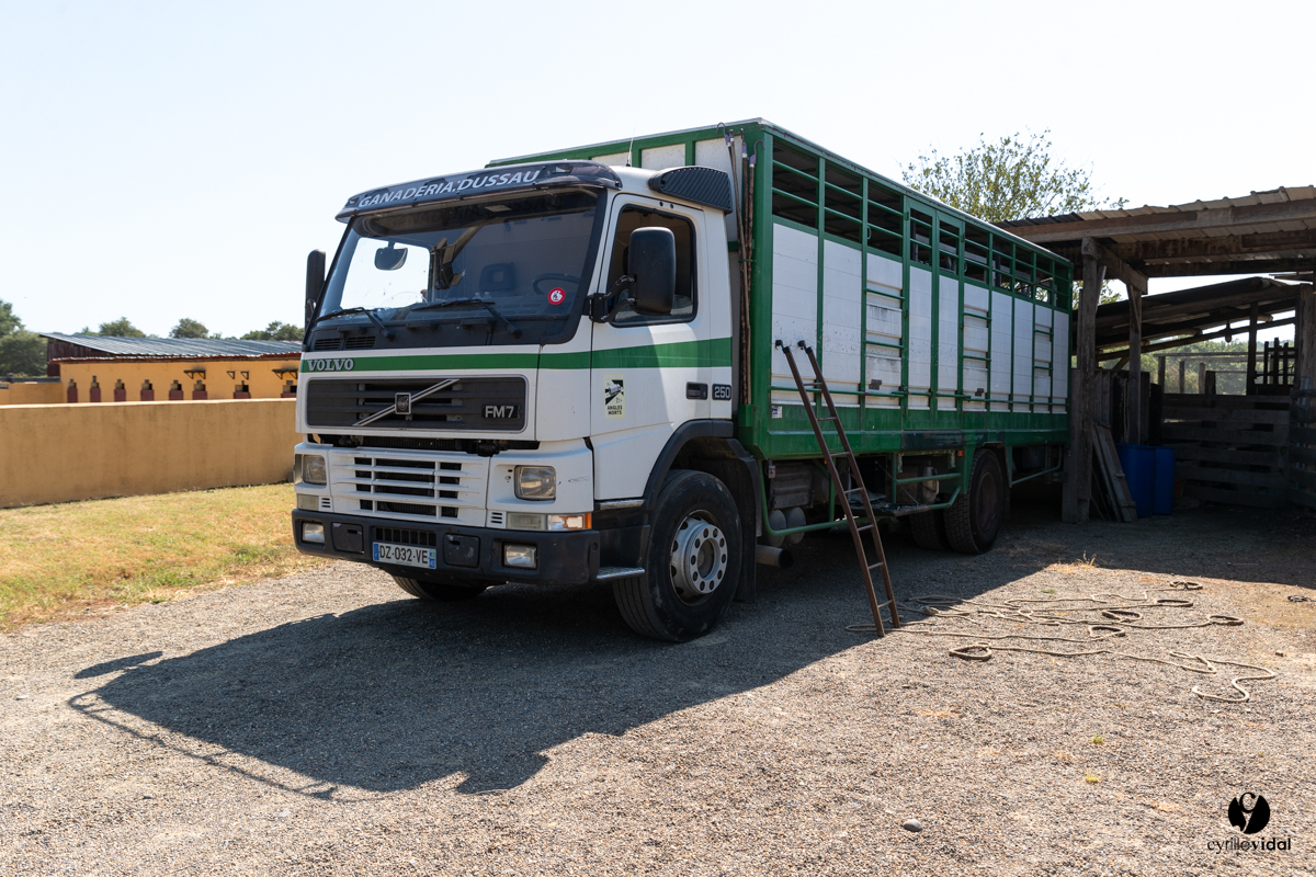 Course landaise à Panjas
