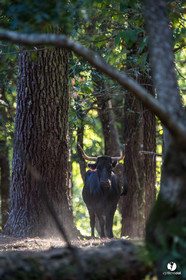 Photos du livre Ganadère landais en 2020