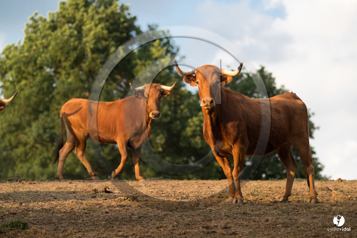 Photos du livre Ganadère landais en 2020