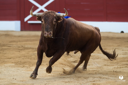 Mont-de-Marsan corrida de Jandilla pour Padilla - Talavante - Roca Rey