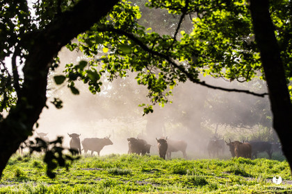 Photos du livre Ganadère landais en 2020