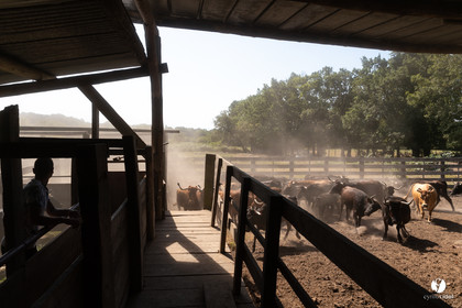 Course landaise à Panjas