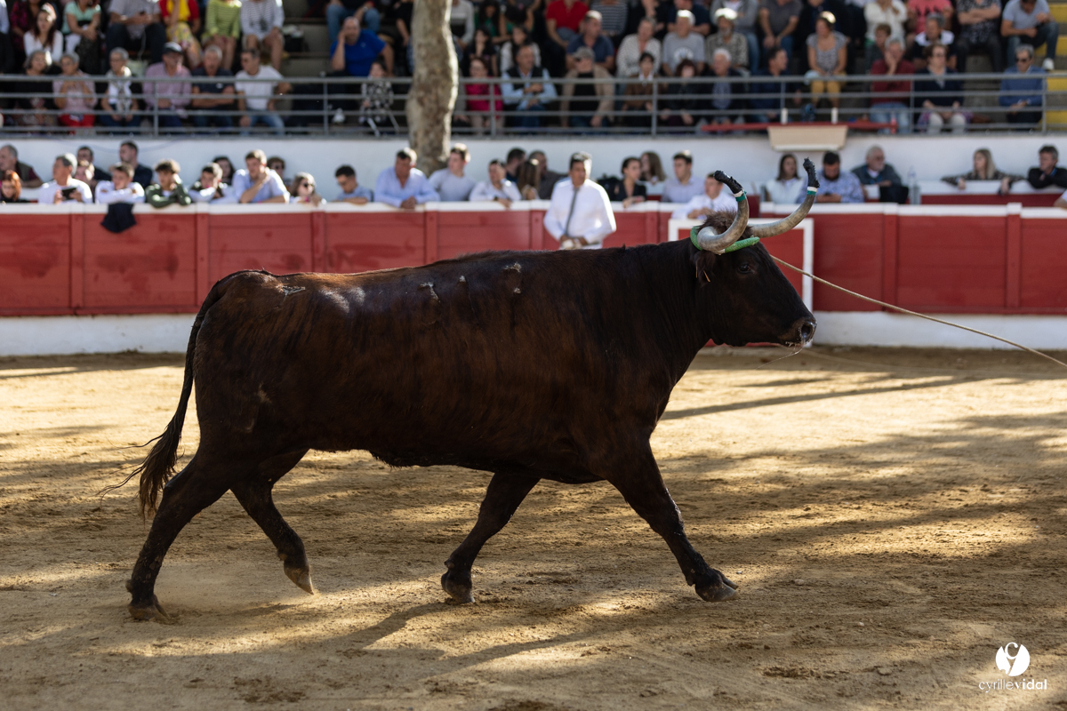 Nogaro Championnat de France de course landaise 2022