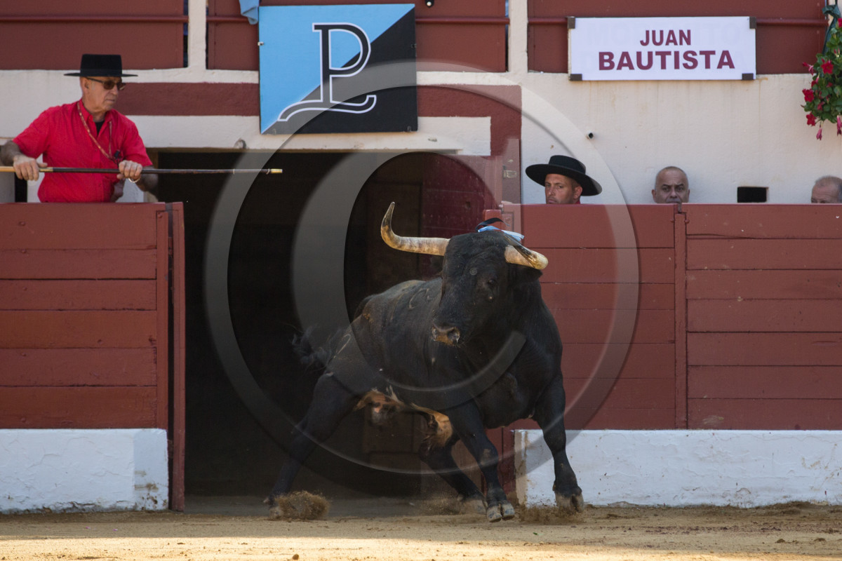 corrida, toro, vic fezensac, alcurrucen, michelito, morenito de aranda