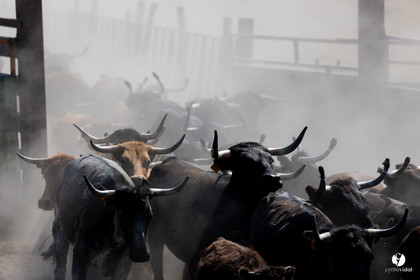 Course landaise à Panjas