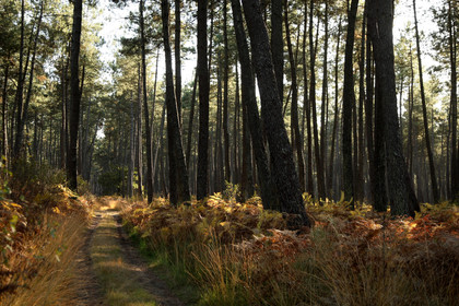Paysages des Landes