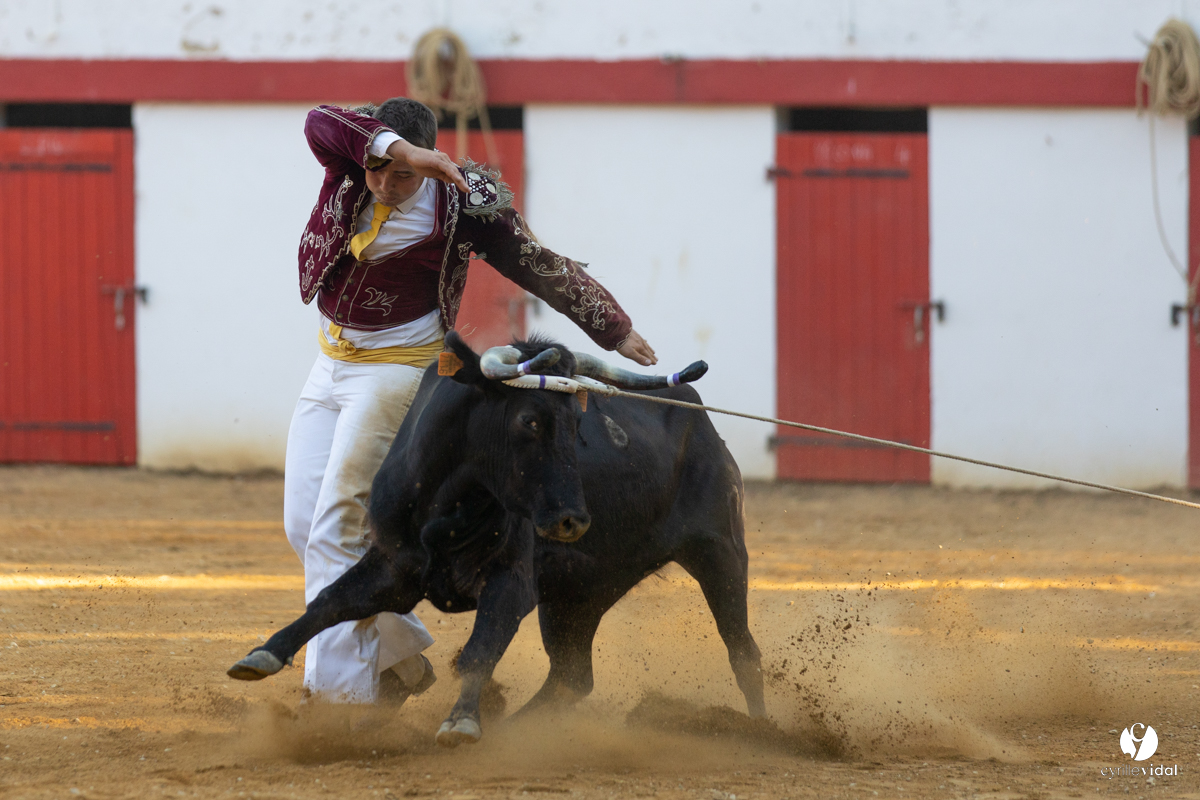 Course landaise à Panjas