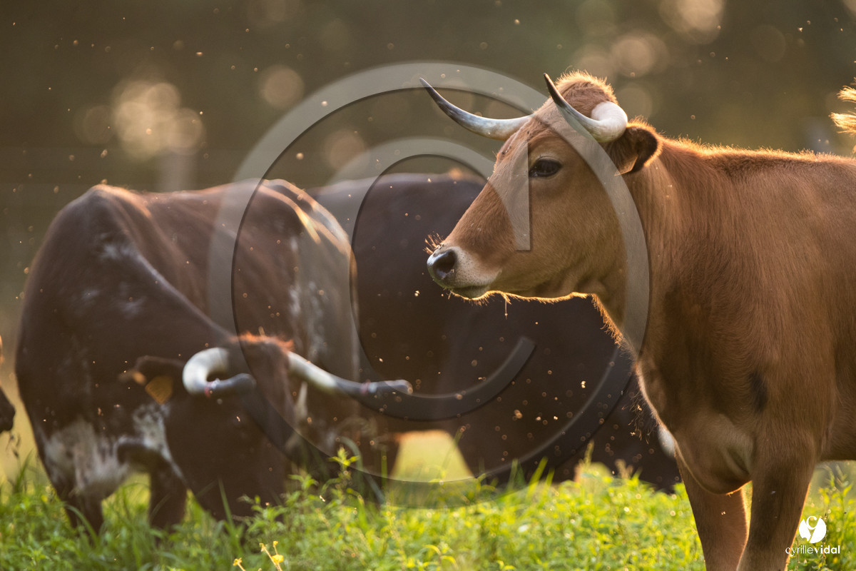 Photos du livre Ganadère landais en 2020