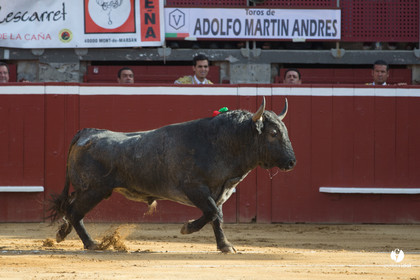 Mont-de-Marsan corrida d'Adolfo Martin