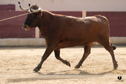 Course landaise Le Houga Ganadéria Dussau Cuadrilla Alexandre Brethes