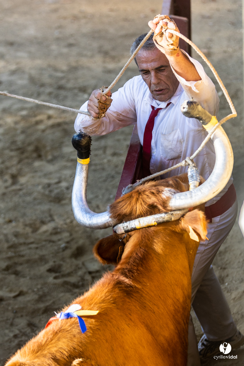 Course landaise