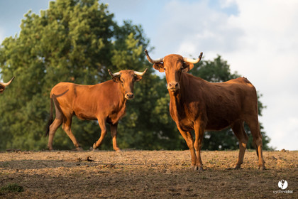 Photos du livre Ganadère landais en 2020