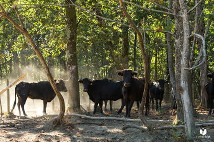 Photos du livre Ganadère landais en 2020