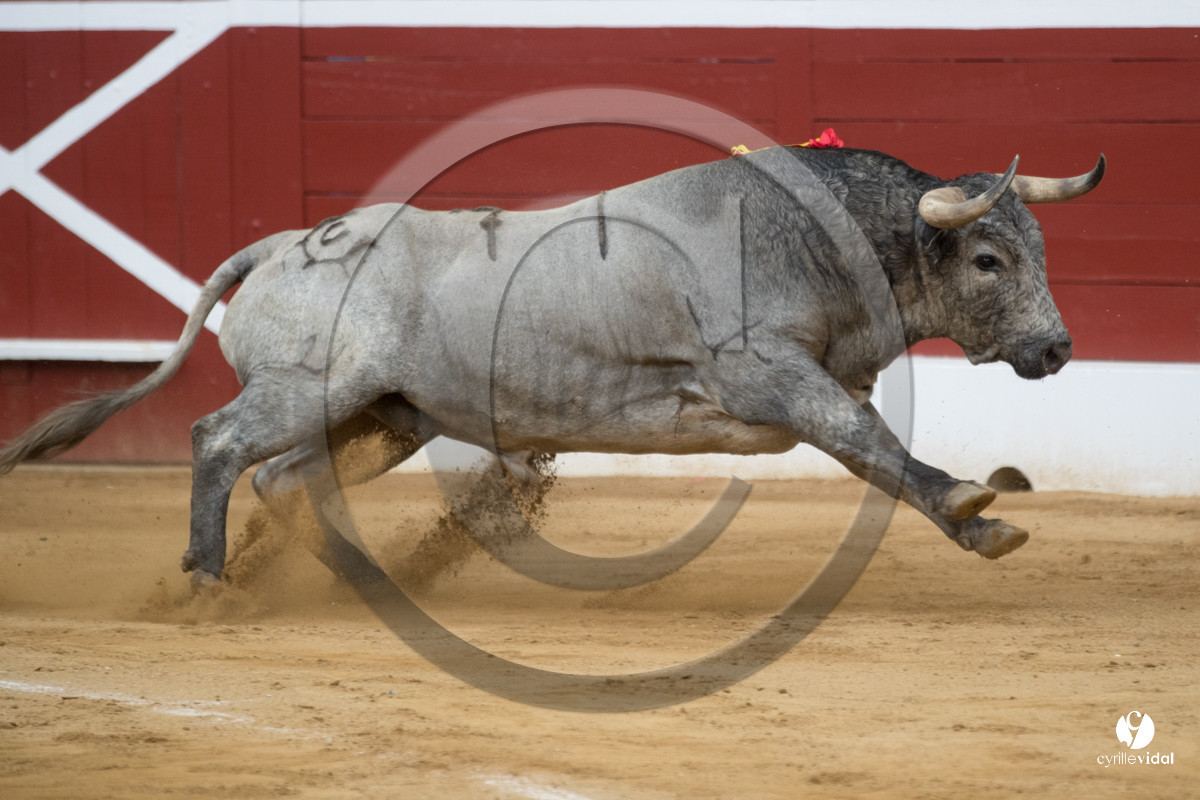 Mont-de-Marsan corrida de la Quinta pour Juan Bautista - Emilio de Justo - Thomas DUFAU