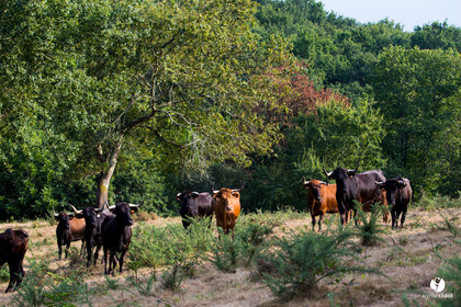 Photos du livre Ganadère landais en 2020