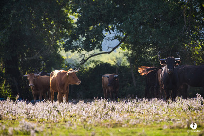 Photos du livre Ganadère landais en 2020