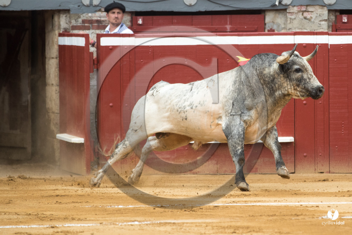Mont-de-Marsan corrida de la Quinta pour Juan Bautista - Emilio de Justo - Thomas DUFAU
