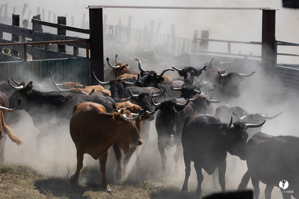 Course landaise à Panjas