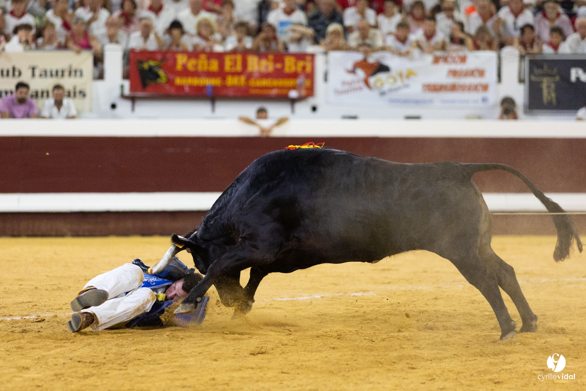 Dax concours landais 2022