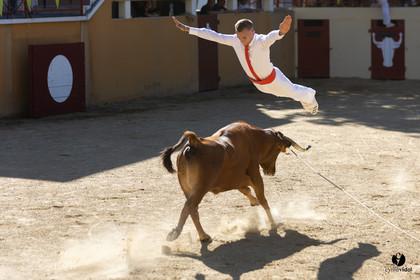 Course landaise