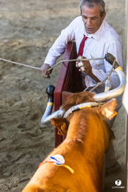 Course landaise