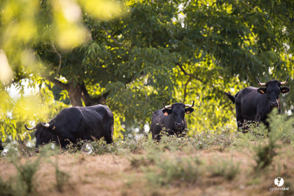 Photos du livre Ganadère landais en 2020