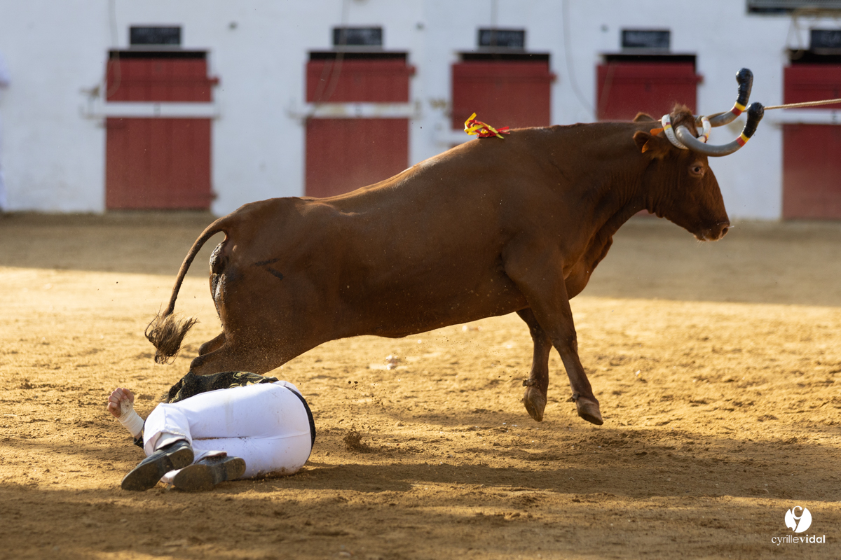 Nogaro Championnat de France de course landaise 2022