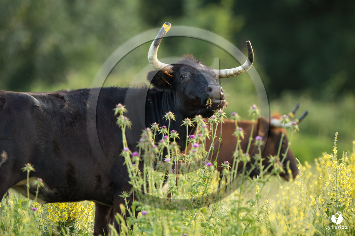 Photos du livre Ganadère landais en 2020