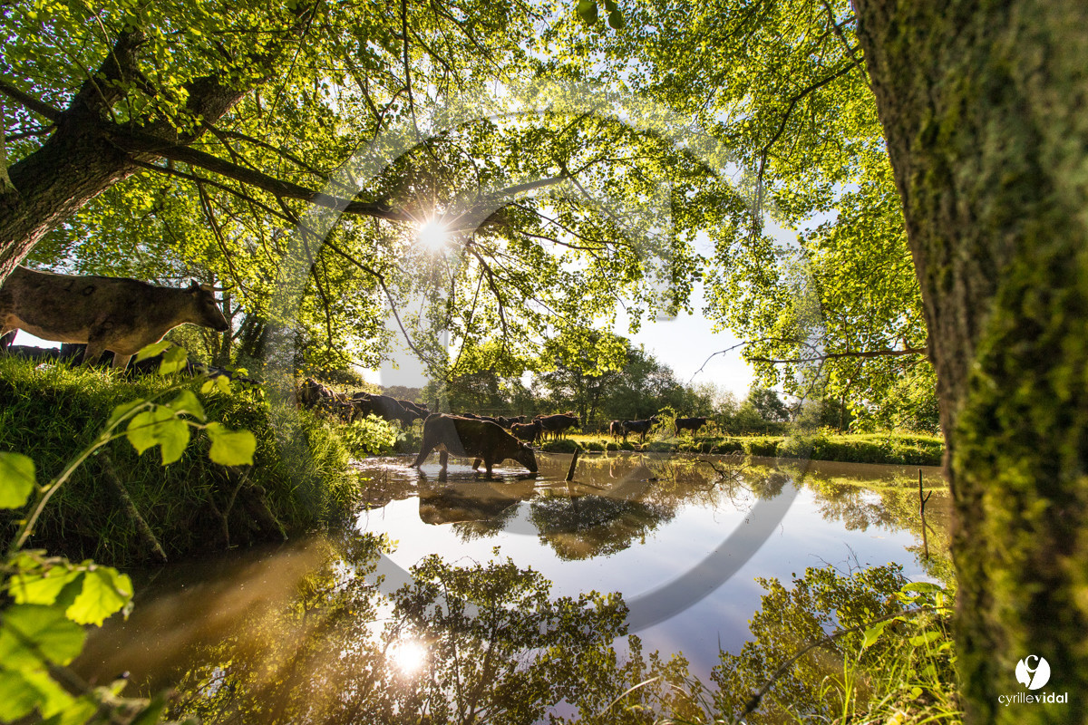 Photos du livre Ganadère landais en 2020