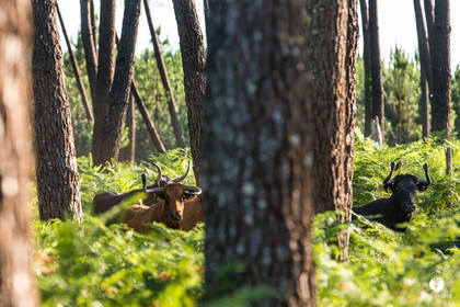 Photos du livre Ganadère landais en 2020