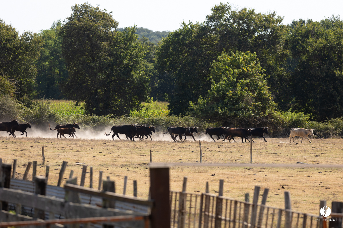 Course landaise à Panjas