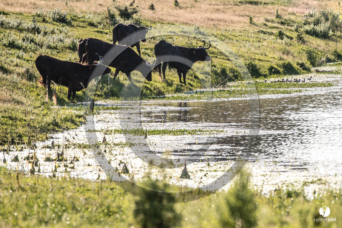 Photos du livre Ganadère landais en 2020
