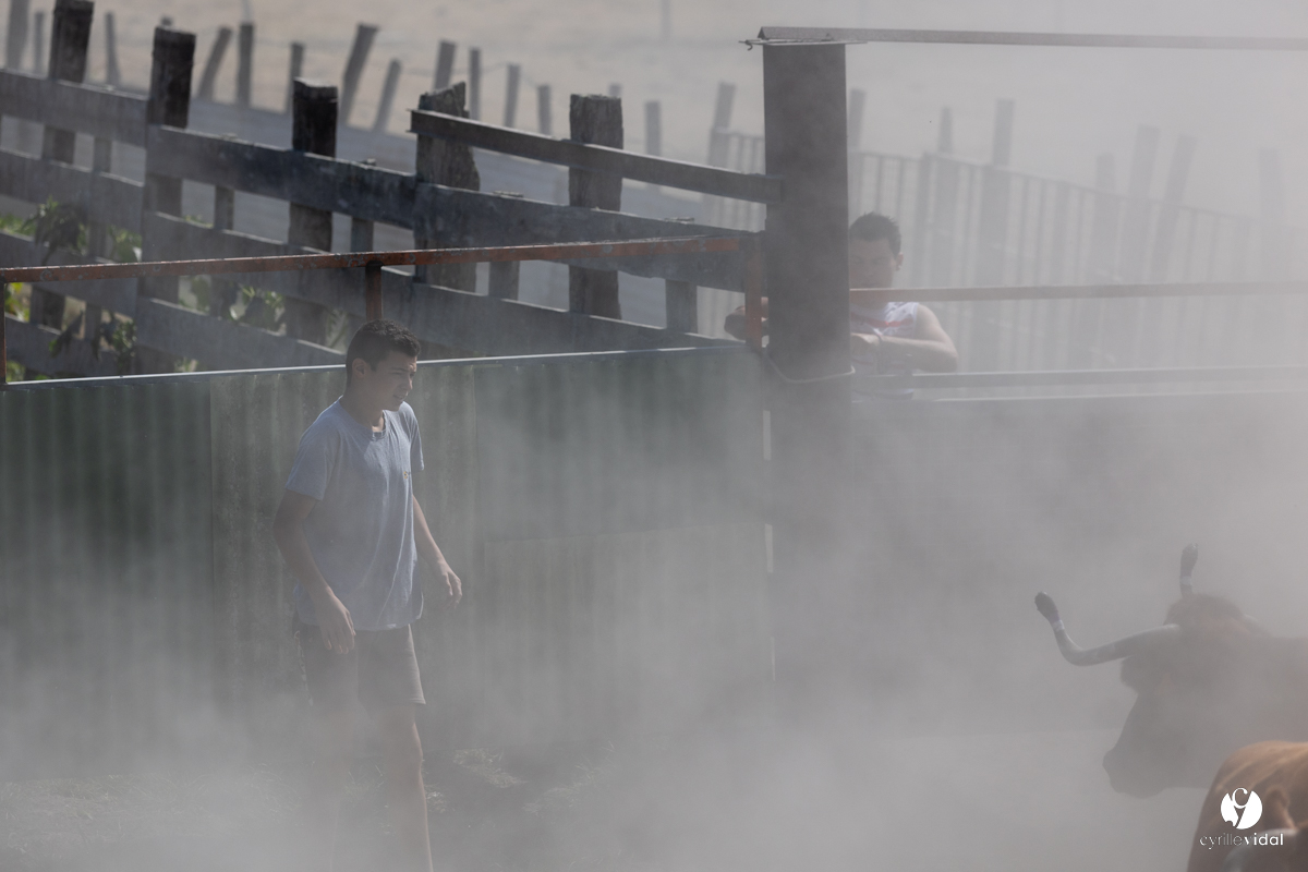 Course landaise à Panjas