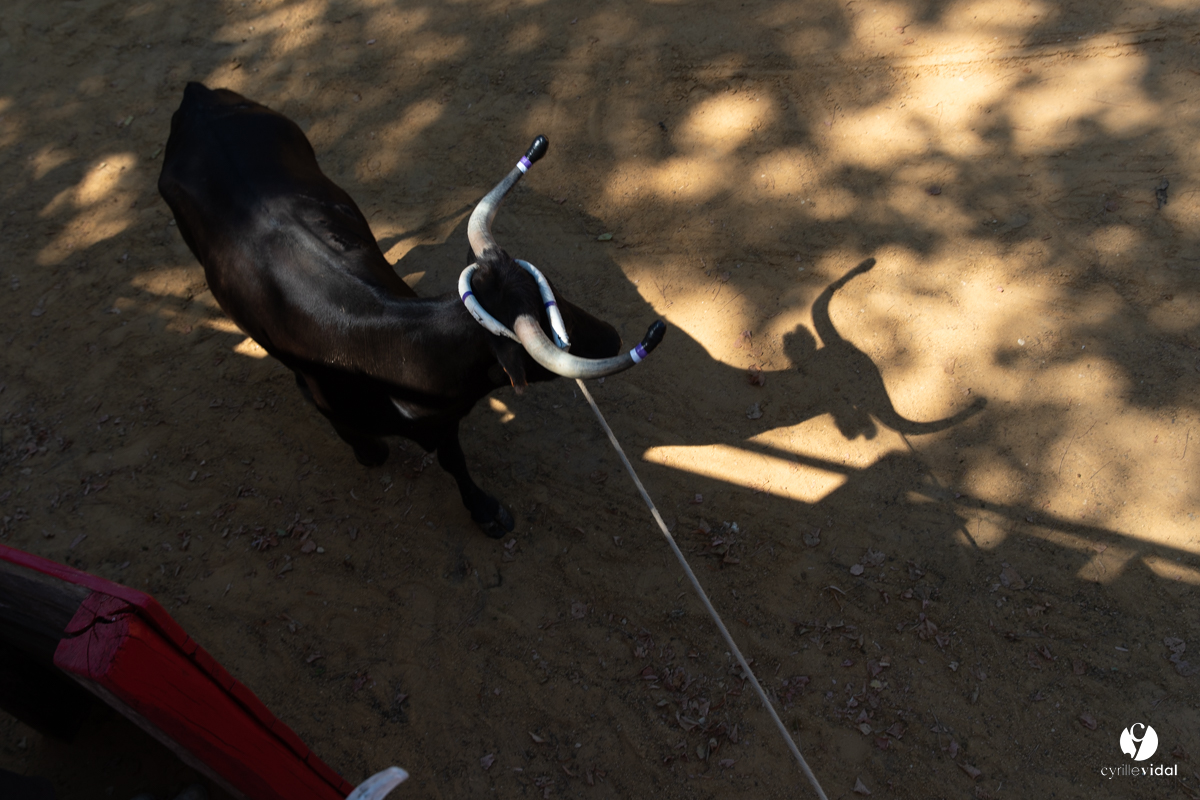 Course landaise à Panjas