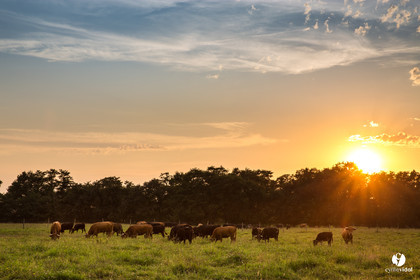 Photos du livre Ganadère landais en 2020