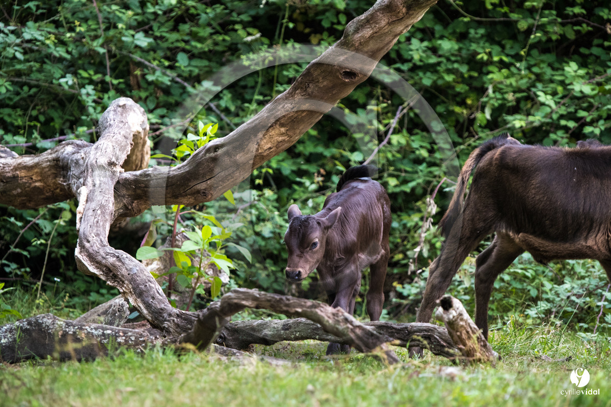 Photos du livre Ganadère landais en 2020