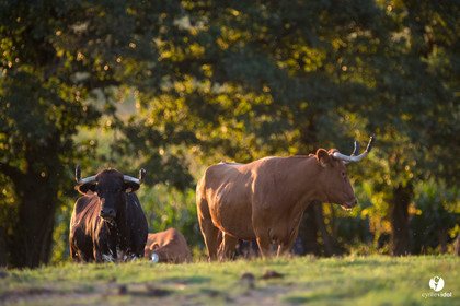 Photos du livre Ganadère landais en 2020
