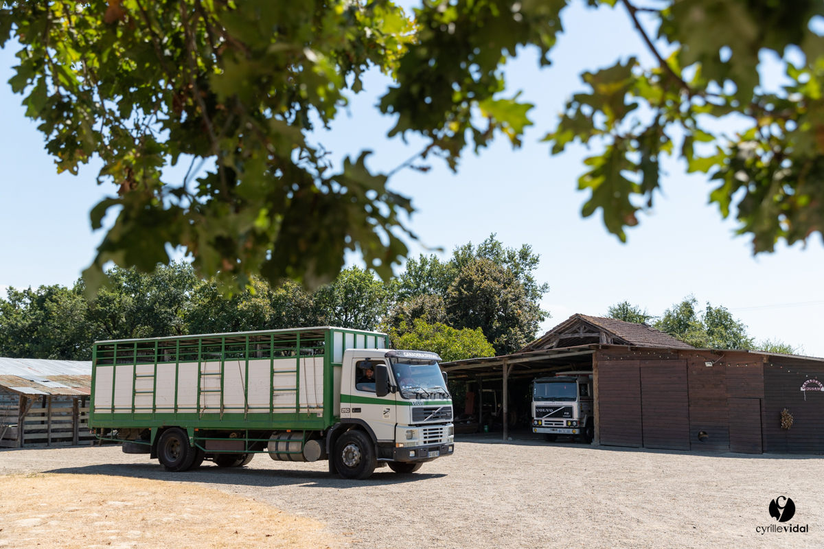 Course landaise à Panjas