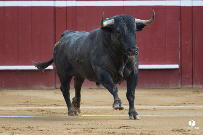 Mont-de-Marsan corrida d'Adolfo Martin