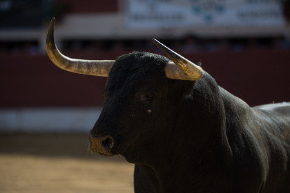 corrida, toro, vic fezensac, alcurrucen, michelito, morenito de aranda