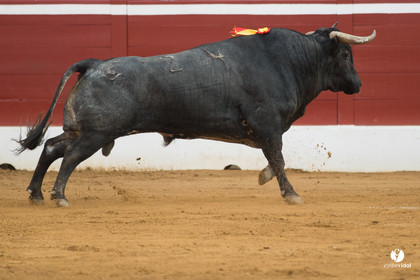 Mont-de-Marsan corrida de la Quinta pour Juan Bautista - Emilio de Justo - Thomas DUFAU
