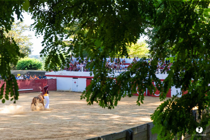 Course landaise à Panjas