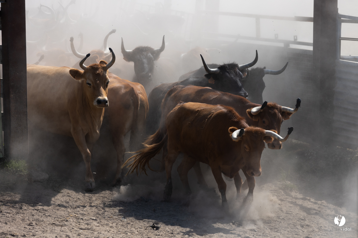 Course landaise à Panjas