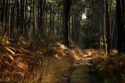 Paysages des Landes