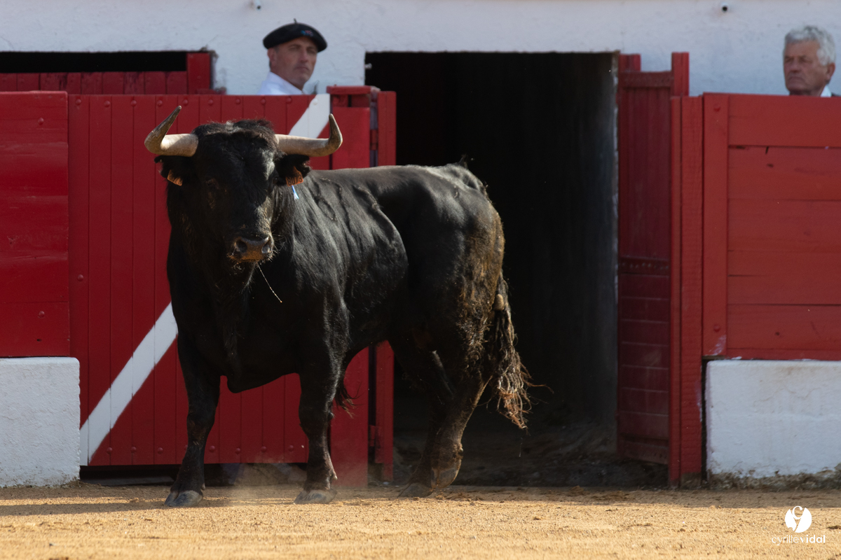Corrida Aignan