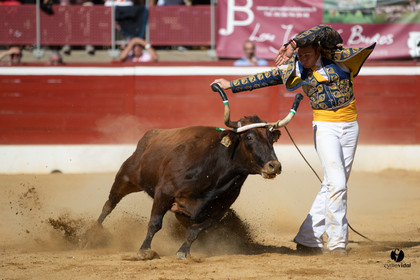 Mont-de-Marsan championnat de France de course landaise 2019