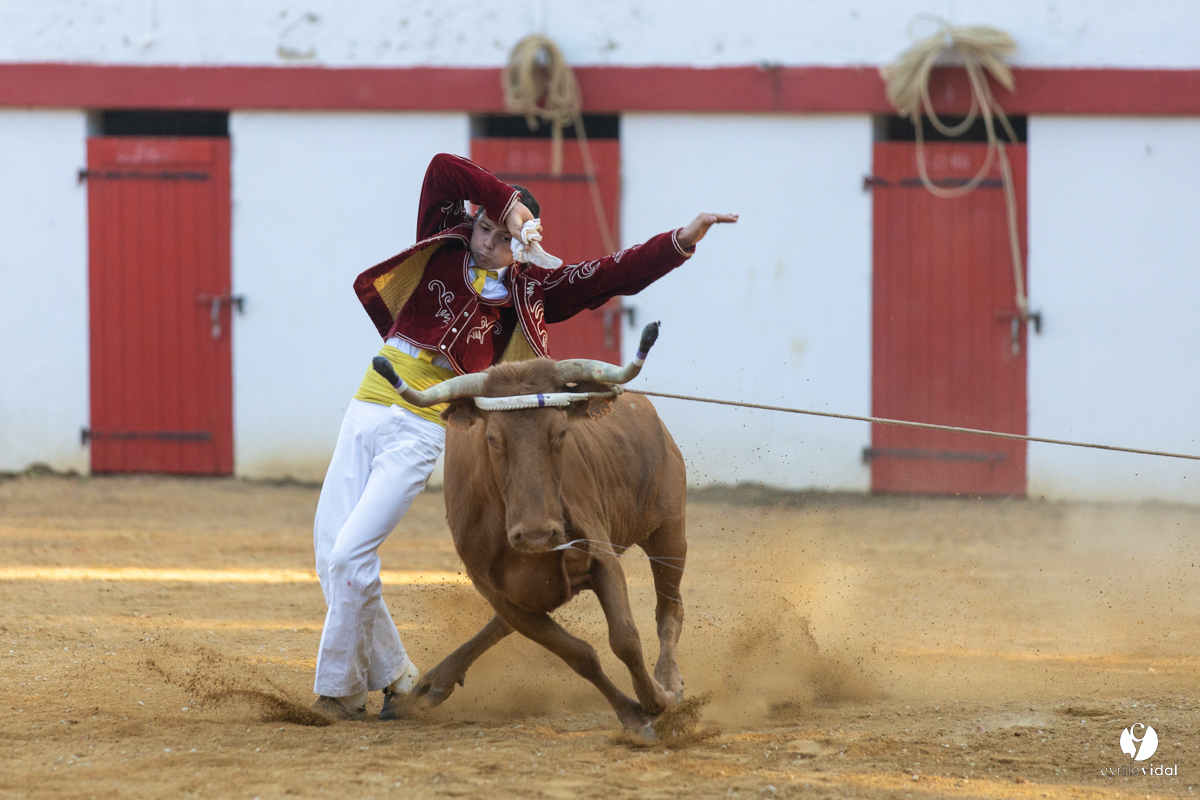 Course landaise à Panjas