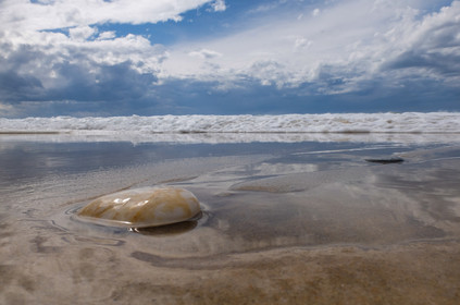 Paysages des Landes