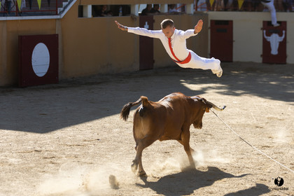 Course landaise